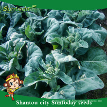 Suntoday assorted vegetable seedlings F1 kale kailan Mustard cabbage high times black seed oil health seeds for sale(35002)